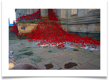 Poppies - Russ Lambert